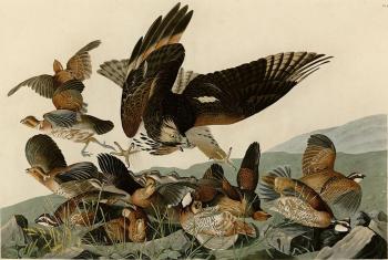 John James Audubon : Virginian partridge
